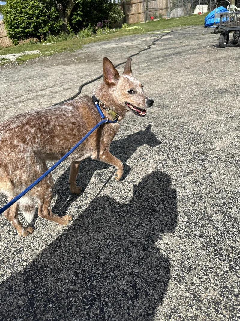 An adult medium-sized female Merle (Red) Australian Cattle Dog / Blue Heeler dog named Dixie for adoption in Plain City, OH