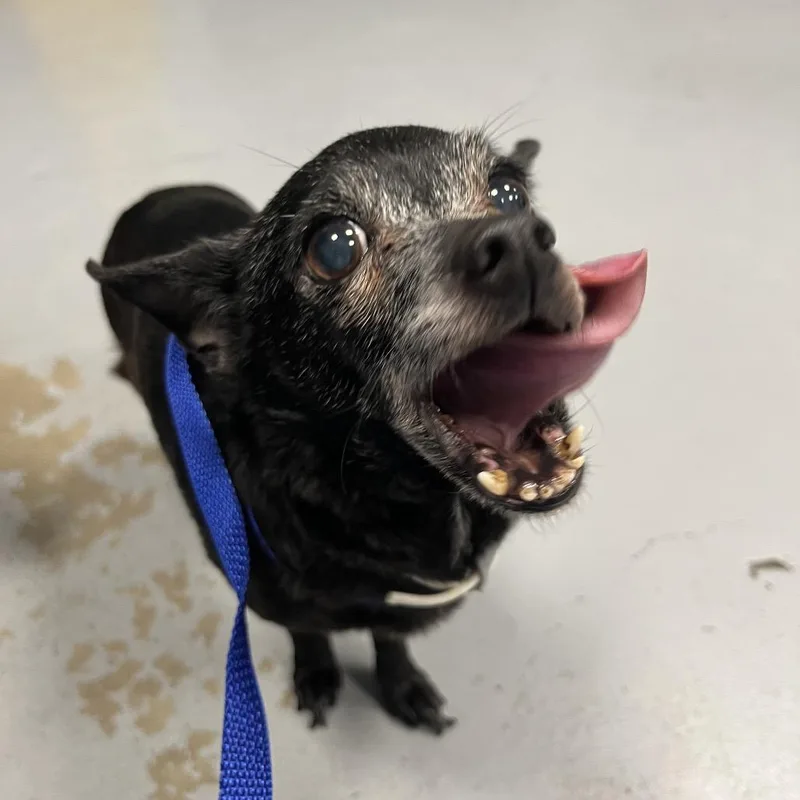A senior small-sized female Black Chihuahua dog named Daisy for adoption in West Chester, PA