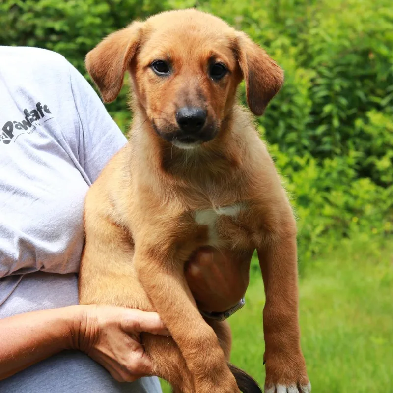 A baby medium-sized female Brown / Chocolate Labrador Retriever dog named CT Gucci for adoption in Eastford, CT