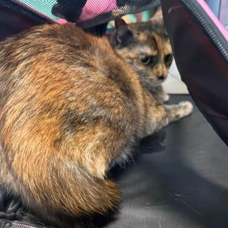 An adult small-sized female Tortoiseshell Domestic Short Hair cat named Aspen for adoption in Shawnee, KS
