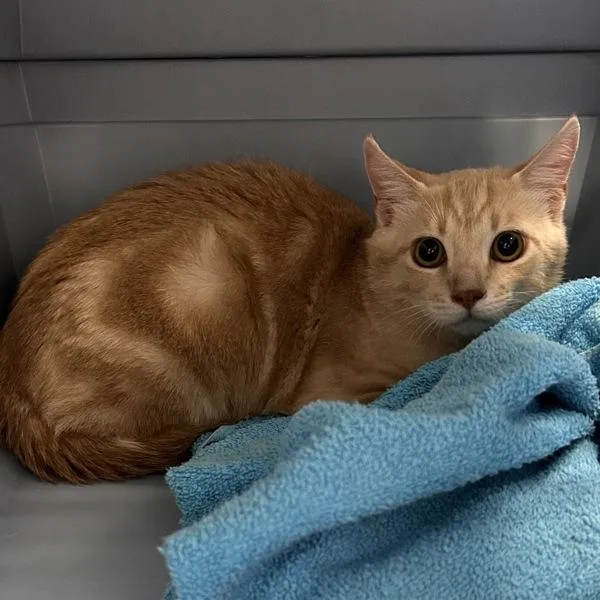 A young small-sized male Domestic Short Hair cat named Cannon for adoption in Des Moines, IA