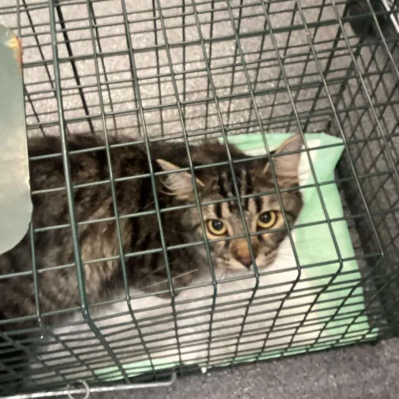 An adult small-sized male Gray / Blue / Silver Domestic Short Hair cat named Turtle for adoption in Montgomery, AL