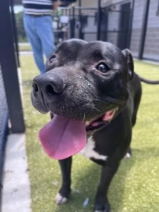 An adult medium-sized male Mixed Breed dog named Charlie Brown for adoption in Atlanta, GA