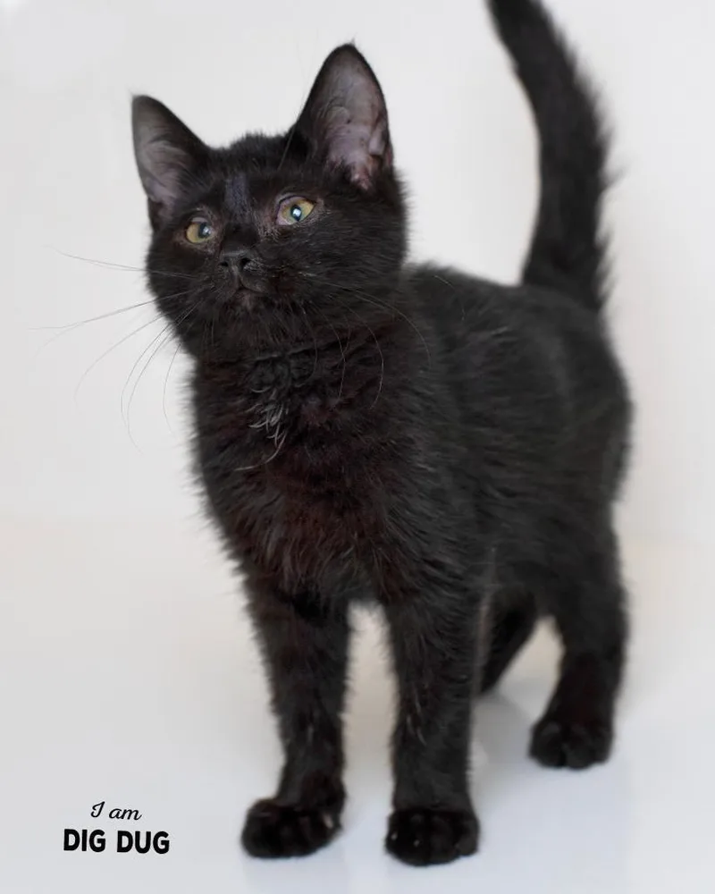 A baby small-sized male Domestic Short Hair cat named Dig Dug for adoption in Boone, IA