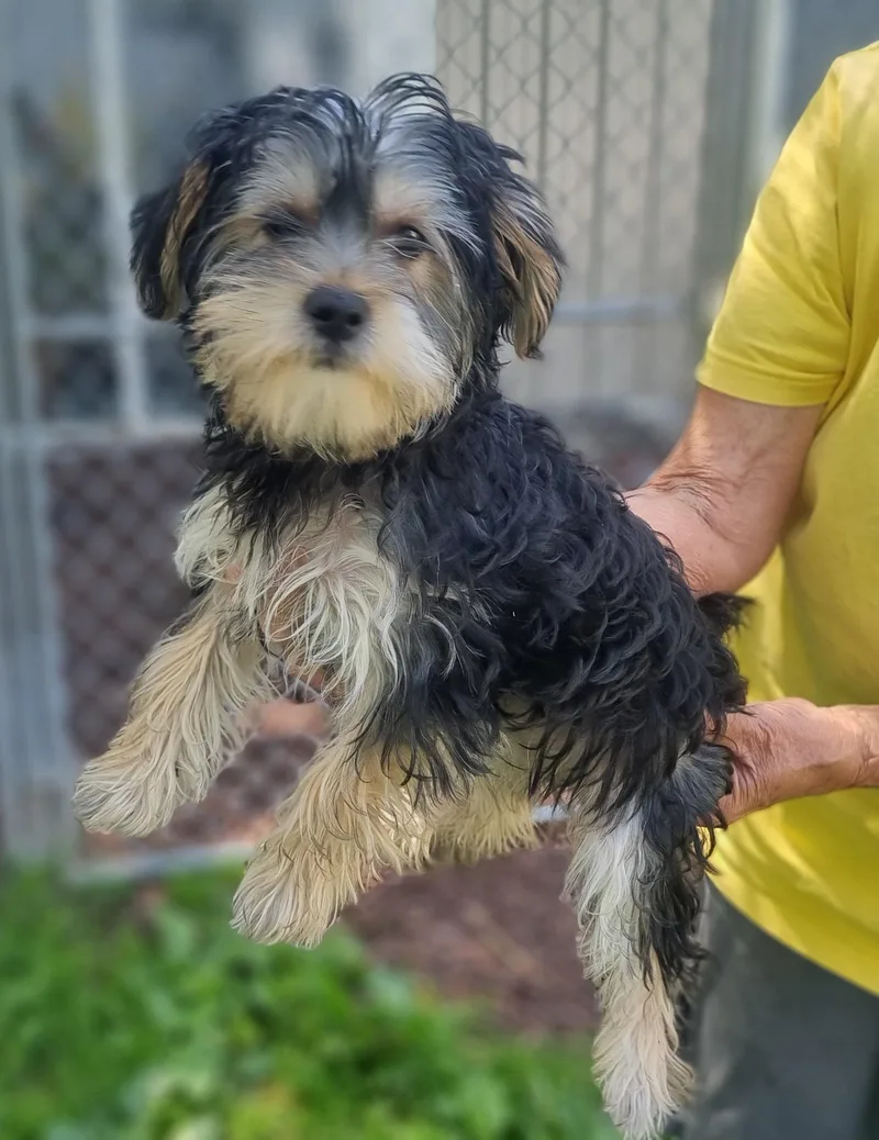A baby small-sized female Morkie dog named Mora for adoption in Trumansburg, NY