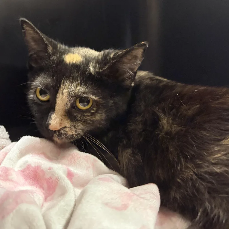 A baby medium-sized female Tortoiseshell Domestic Short Hair cat named Smalls for adoption in Cooperstown, NY