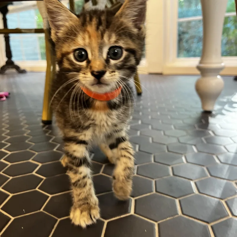 A baby medium-sized female Torbie cat named Lavender for adoption in Moriches, NY