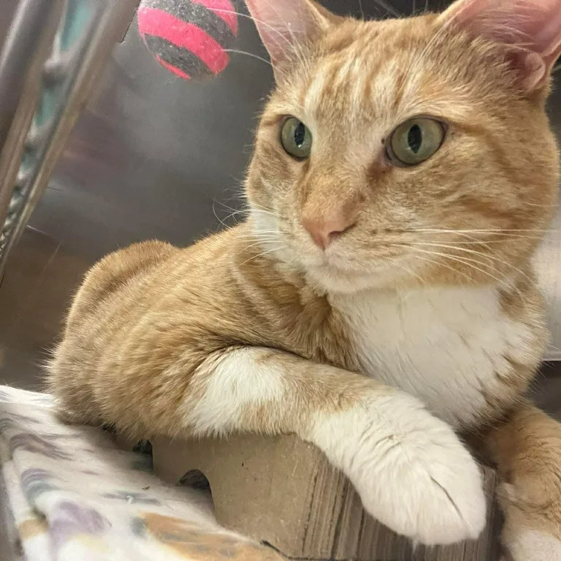 An adult medium-sized male Orange & White Domestic Short Hair cat named Atlas for adoption in Warr Acres, OK