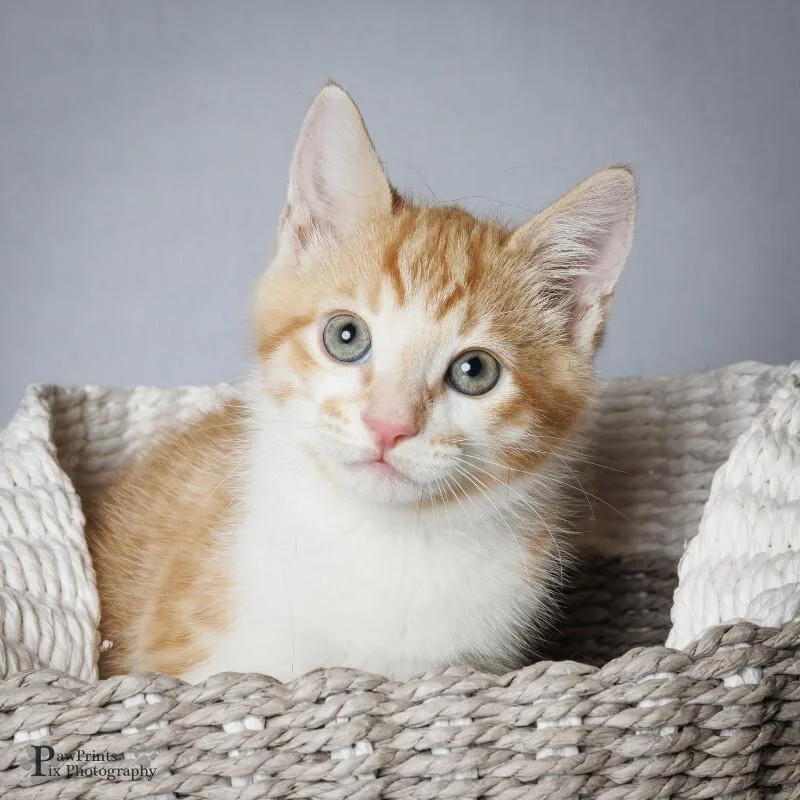 A young medium-sized male Tabby (Orange / Red) Domestic Short Hair cat named Cholula for adoption in Maryville, TN