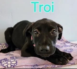 Troi
