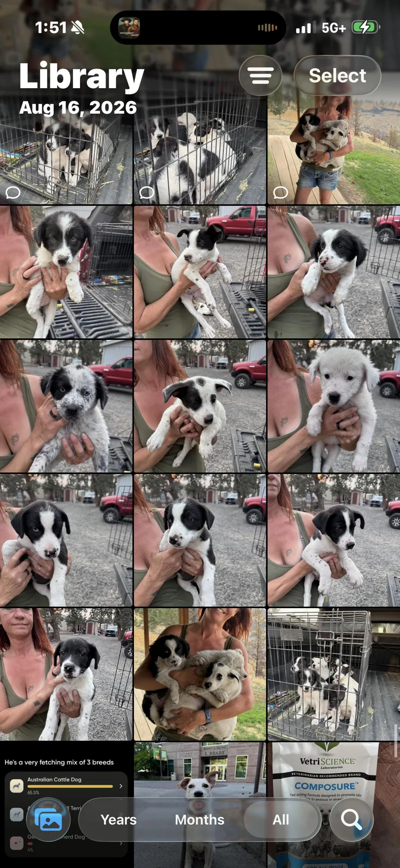 A baby medium-sized female Black Border Collie dog named BC Mix Puppies ready for adoption in Bend, OR