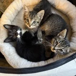 A baby small-sized female Brown / Chocolate Domestic Short Hair cat named Thorn for adoption in West Palm Beach, FL