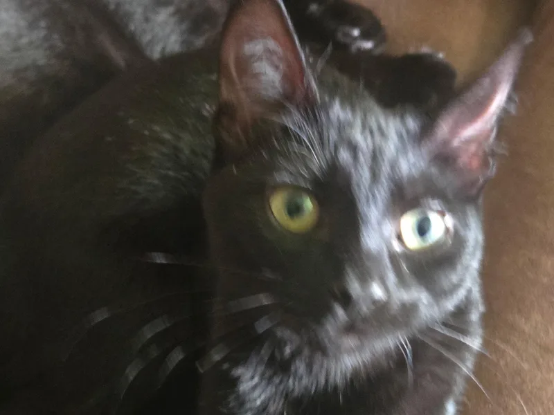 A young medium-sized female Black Domestic Short Hair cat named Shania for adoption in Buffalo, NY