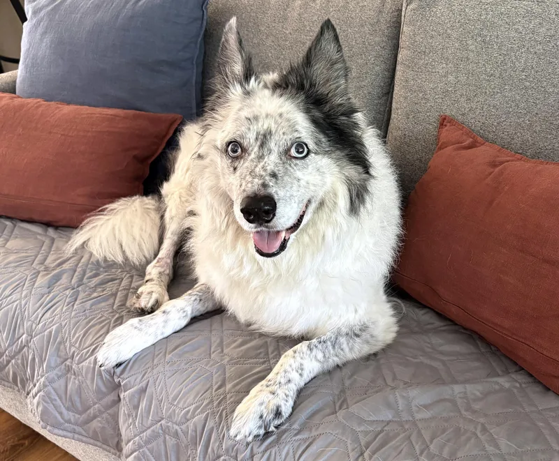 A senior medium-sized male Border Collie dog named Prince for adoption in Gloucester, VA