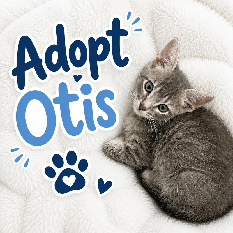 A baby small-sized male Domestic Short Hair cat named Otis for adoption in Long Beach, CA