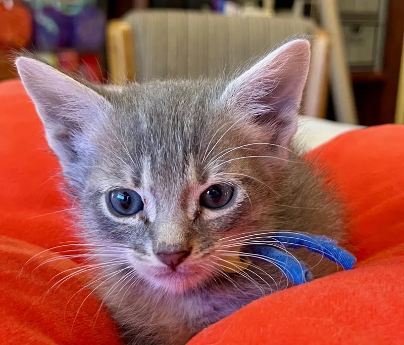 Otis thumbnail 2