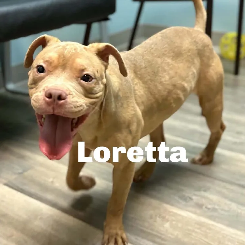 A young medium-sized female Mixed Breed dog named Loretta for adoption in Escanaba, MI