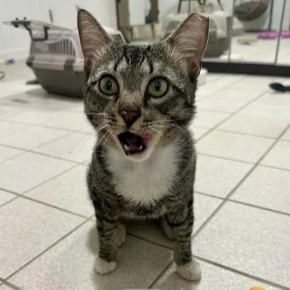 An adult small-sized male Black Domestic Short Hair cat named Roly Poly for adoption in Atlanta, GA