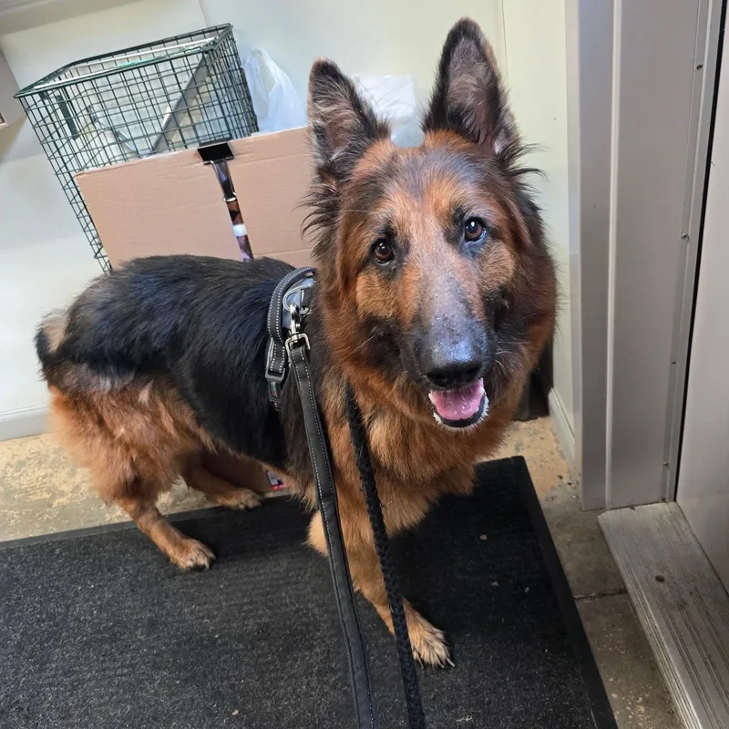 An adult medium-sized female German Shepherd Dog dog named Luna for adoption in Saint Marys, PA