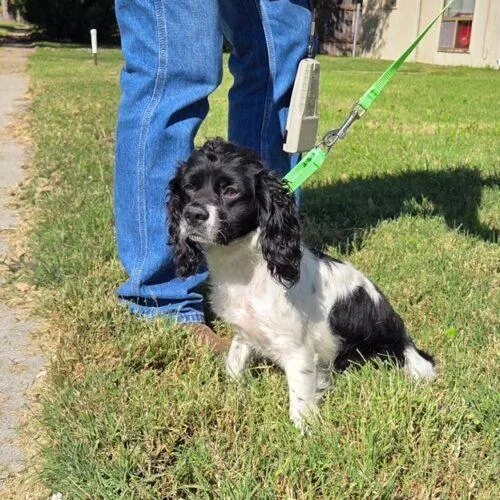 A baby small-sized female Cocker Spaniel dog named Charlotte for adoption in Parker, CO