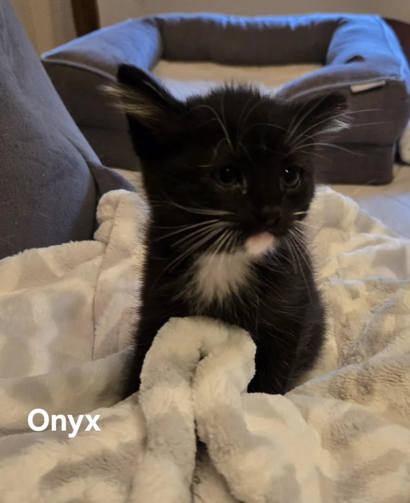 Onyx