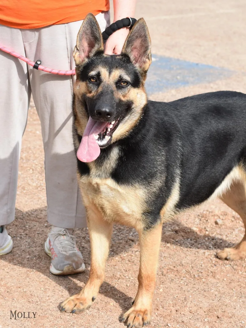 An adult large-sized female German Shepherd Dog dog named Molly for adoption in Houston, TX