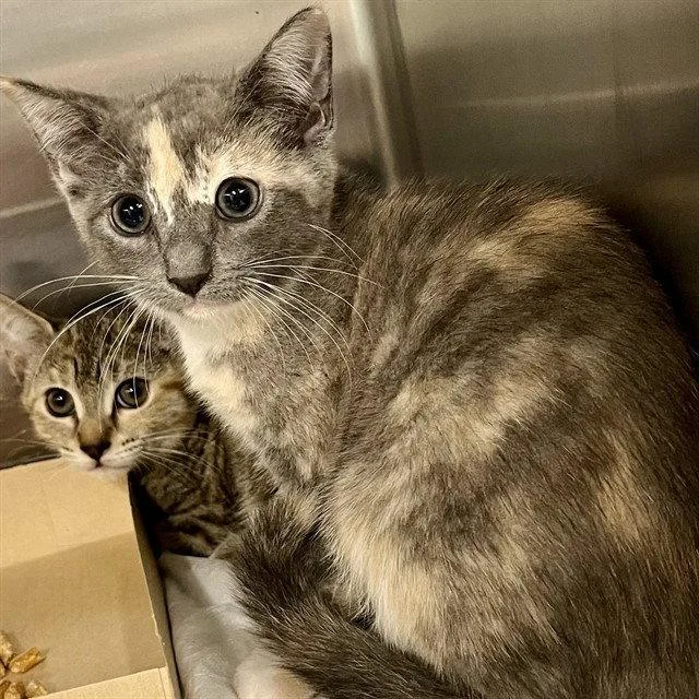 A baby small-sized female Domestic Short Hair cat named Everglade for adoption in Tavares, FL