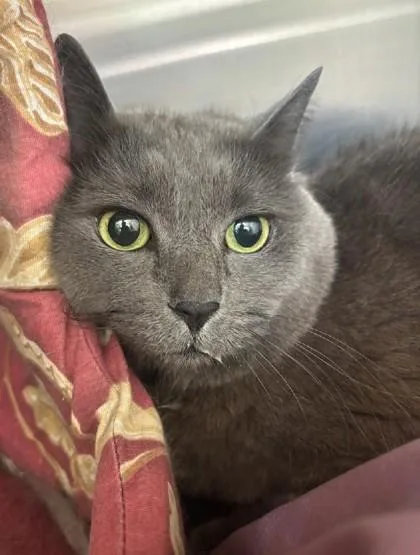 An adult small-sized female Domestic Short Hair cat named Heidi for adoption in Pendleton, OR