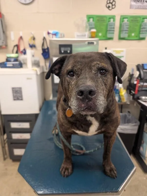 An adult large-sized male Brindle Mixed Breed dog named Nakoma for adoption in Mobile, AL