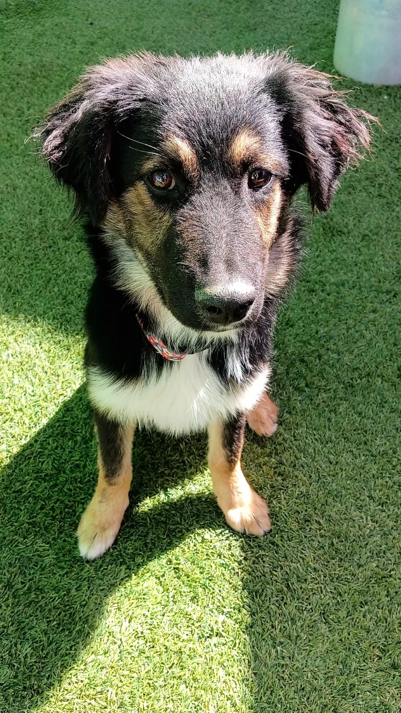 A young medium-sized male Black Australian Shepherd dog named Noah for adoption in Phoenix, AZ