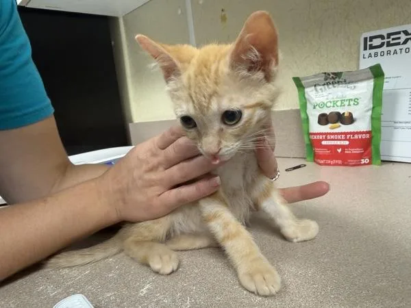 A baby small-sized male Domestic Short Hair cat named Waterpark for adoption in Salisbury, MD