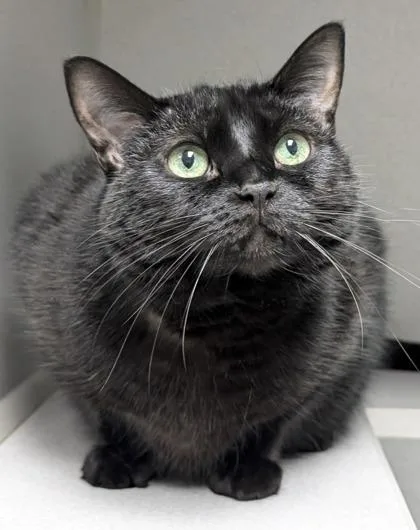 A senior large-sized female Domestic Short Hair cat named Gweneth for adoption in Mason, MI