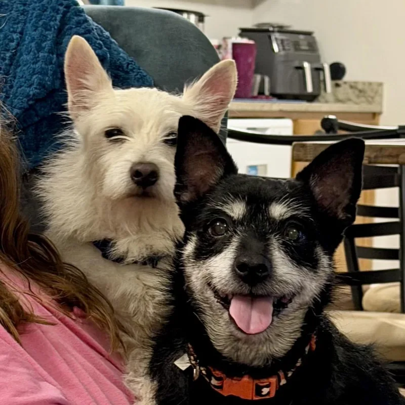 A senior small-sized female Black Chihuahua dog named Rosie for adoption in Brownsboro, AL