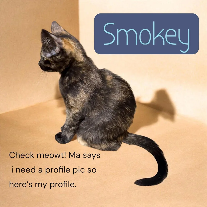 A young medium-sized female Tortoiseshell cat named Smokey for adoption in Pensacola, FL