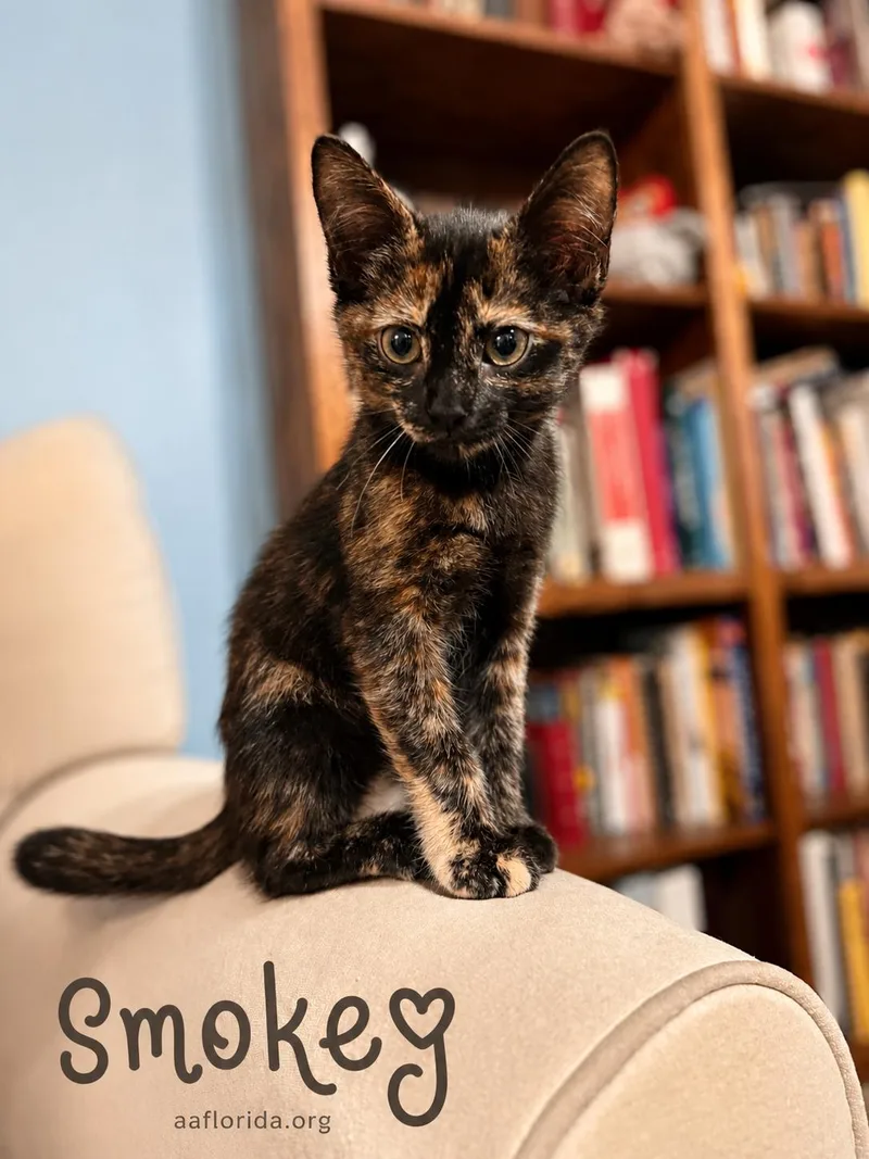 Smokey thumbnail 2