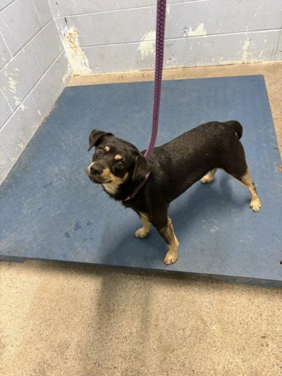 An adult small-sized male Chihuahua dog named Meowth for adoption in Woodland, CA