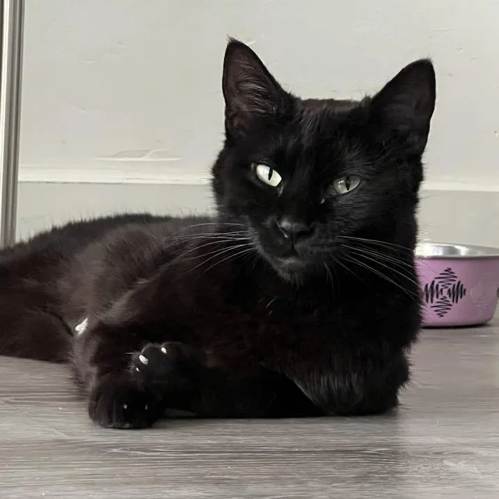 An adult medium-sized female Black Domestic Short Hair cat named Makita for adoption in Renton , WA