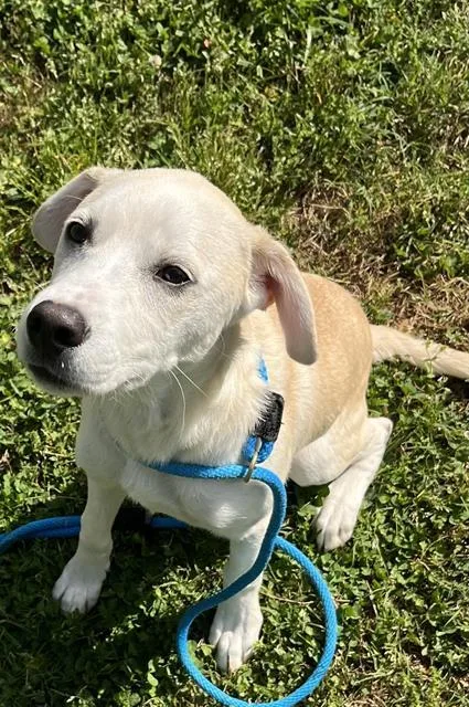 A baby small-sized male Labrador Retriever dog named Caramel for adoption in Newton, NC