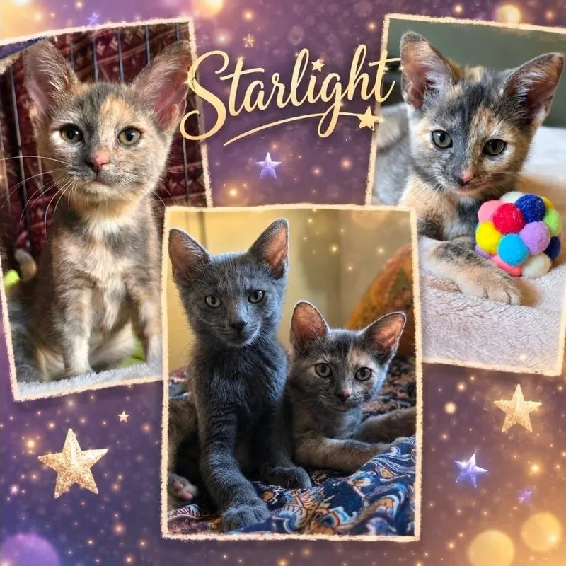 A baby small-sized female Tortoiseshell Domestic Short Hair cat named Starlight for adoption in Orangevale, CA