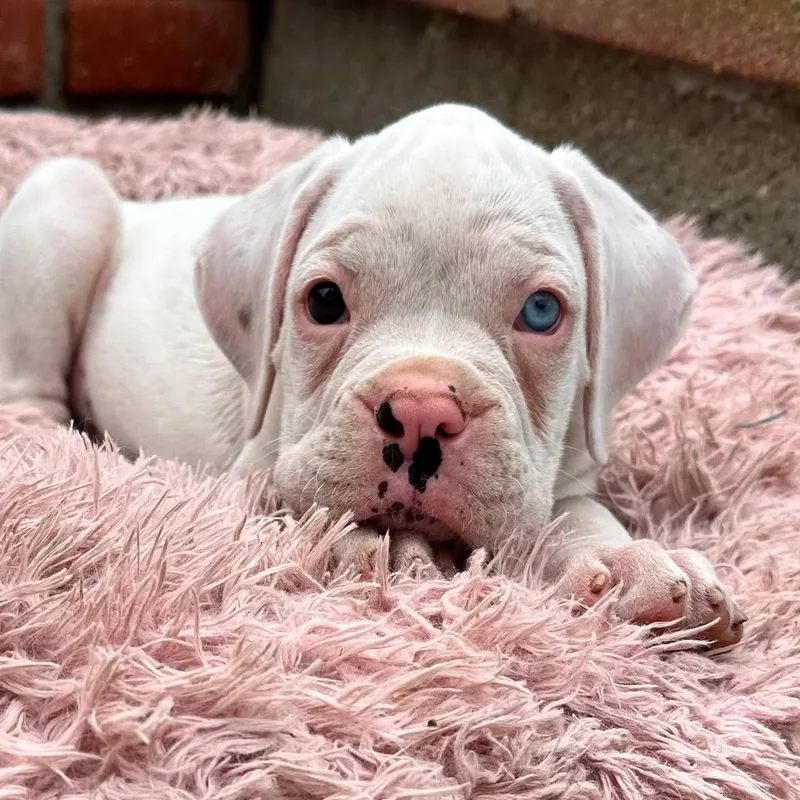 A baby large-sized male White / Cream Boxer dog named Lloyd for adoption in Sun Valley, CA