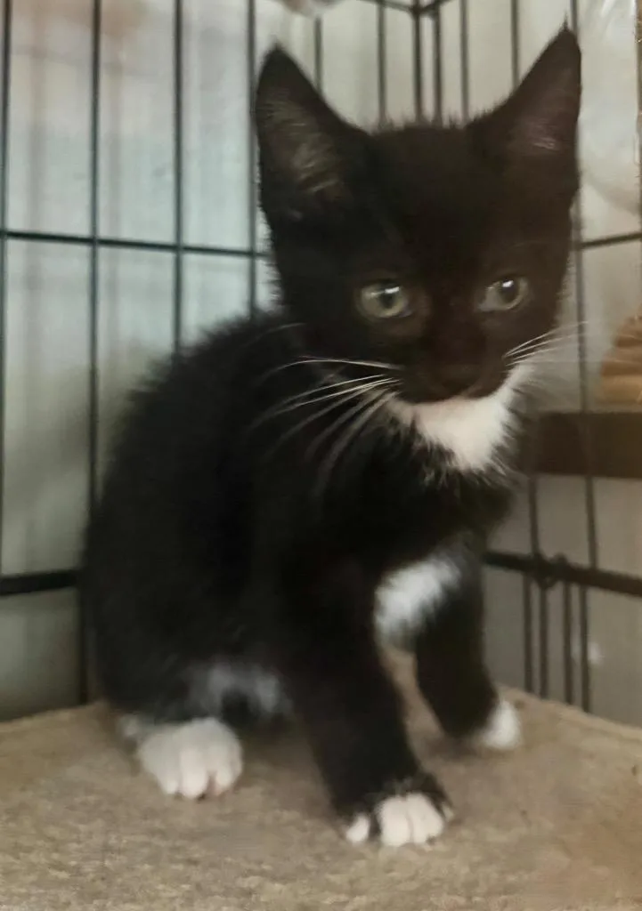 A baby small-sized male Domestic Short Hair cat named Simon for adoption in Westfield, NY