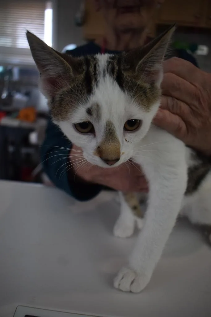 A baby medium-sized male Domestic Short Hair cat named Tom Thumb for adoption in Pahrump, NV