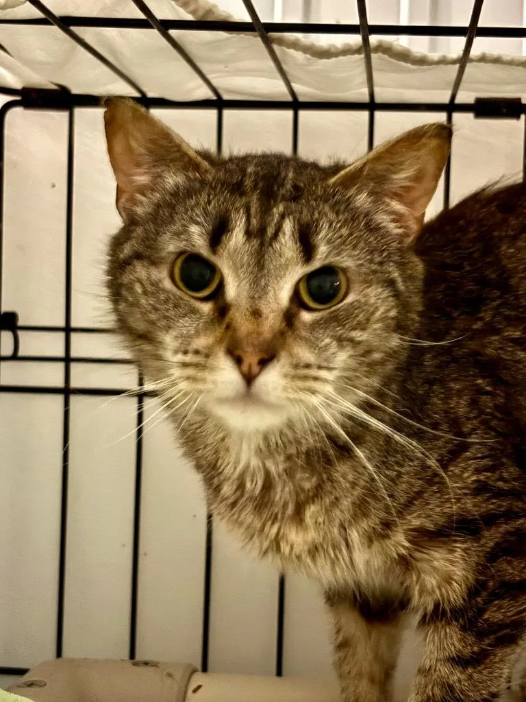 A baby medium-sized female Domestic Short Hair cat named Angela for adoption in Hartford City, IN
