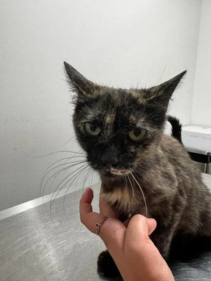 A young medium-sized female Domestic Short Hair cat named Beans for adoption in Annapolis, MD