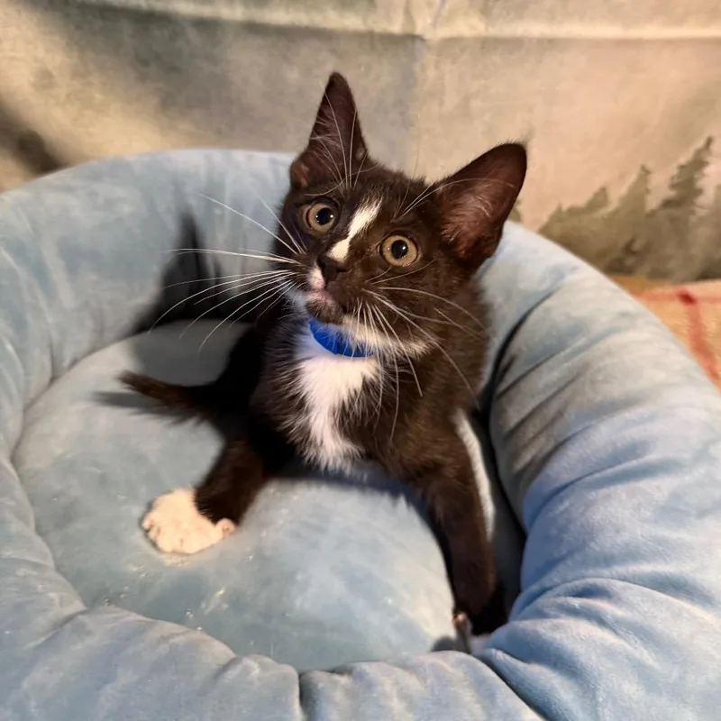A baby small-sized male Black Domestic Short Hair cat named Arlington for adoption in Buffalo, MN