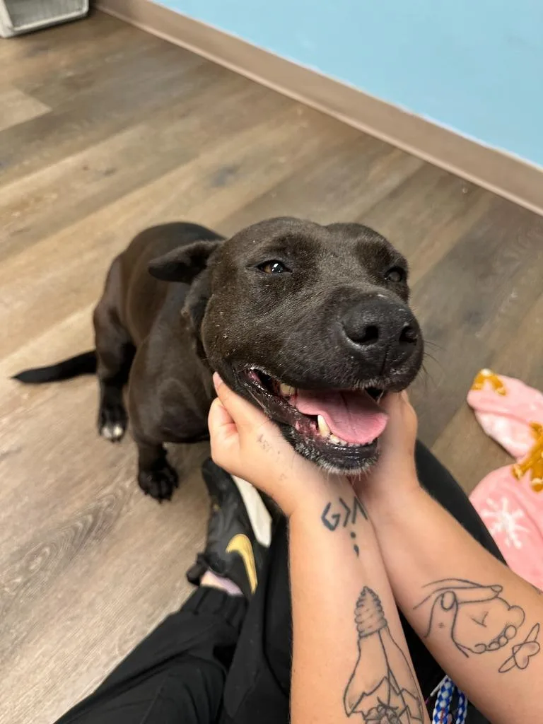 A young large-sized female Mixed Breed dog named Big Mac for adoption in Lavonia, GA