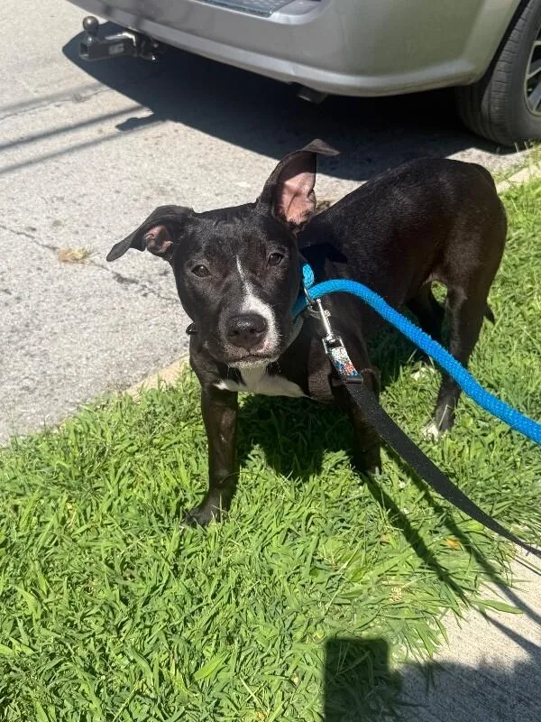 An adult medium-sized female Black Mixed Breed dog named Titi for adoption in Cincinnati, OH