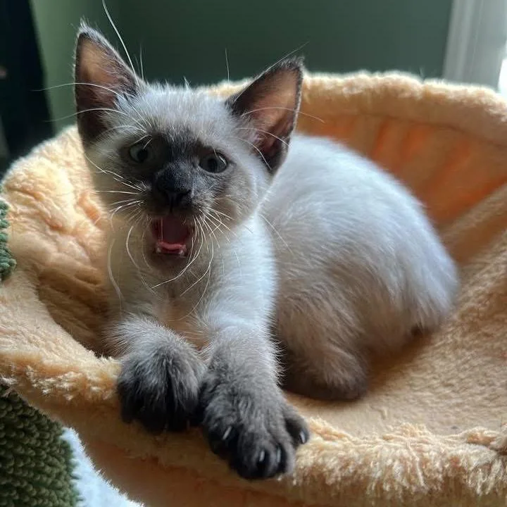 A baby small-sized female Cream / Ivory Siamese cat named Tammy Faye for adoption in Houston, TX