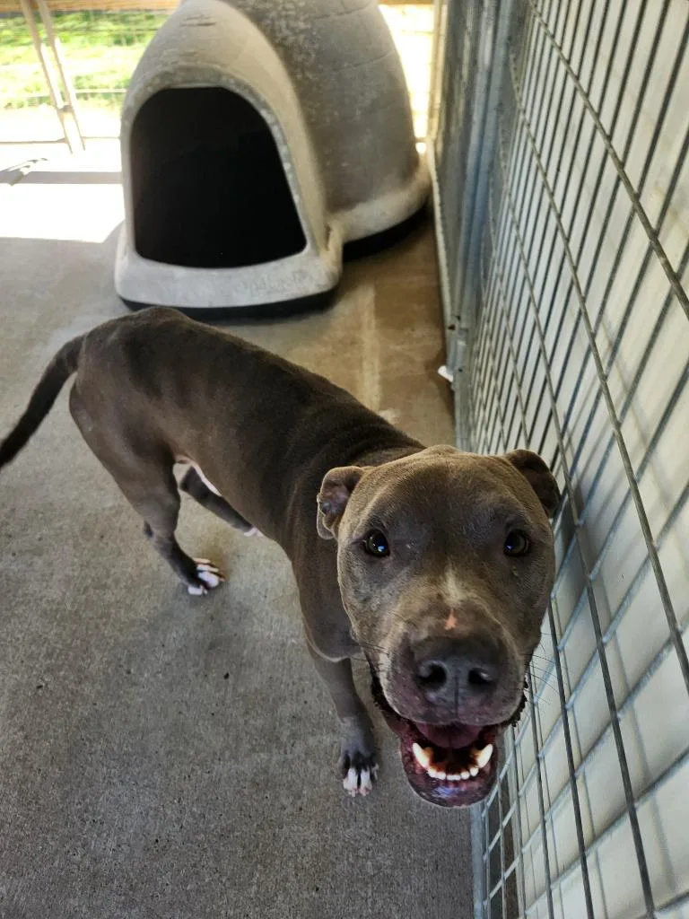 An adult large-sized male Staffordshire Bull Terrier dog named Blue for adoption in Fayetteville, TN