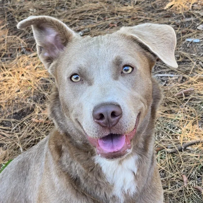 An adult medium-sized female Gray / Blue / Silver Labrador Retriever dog named Astrid for adoption in Lexington, SC